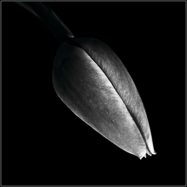 Hanging Tulip in Black and White