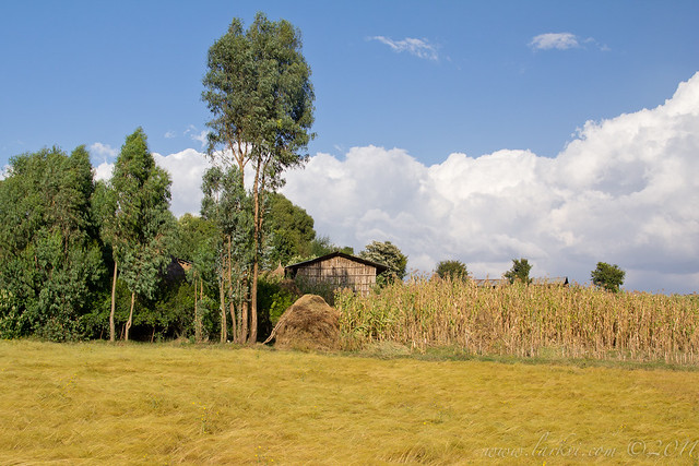Farmstead, Zigora, Ethiopia, 2011