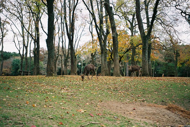 奈良公園的鹿