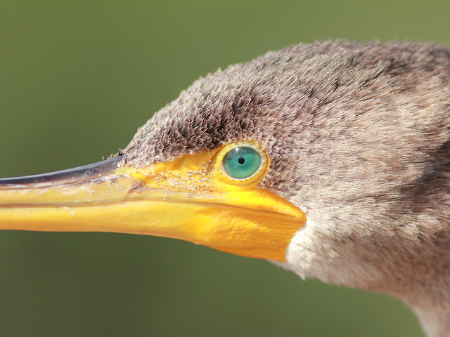 Eye of the cormorant 20111204