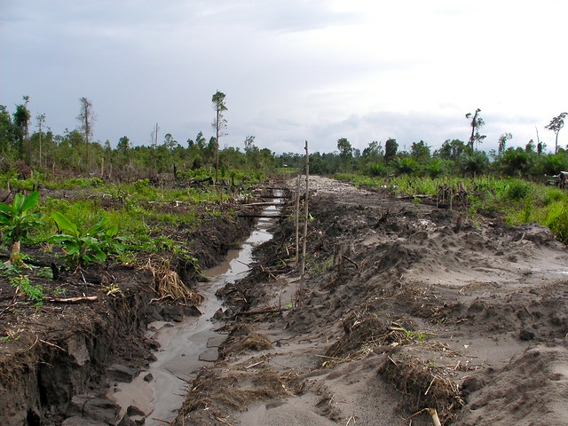 photo of a devastated tropical landscape
