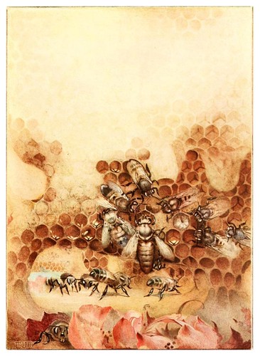 015-La reina-The life of the bee 1901-Ilustrada por Edward Detmold