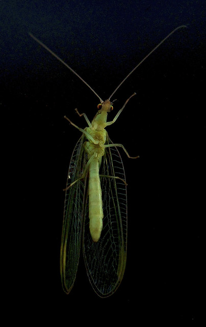 Lacewing through double glazing