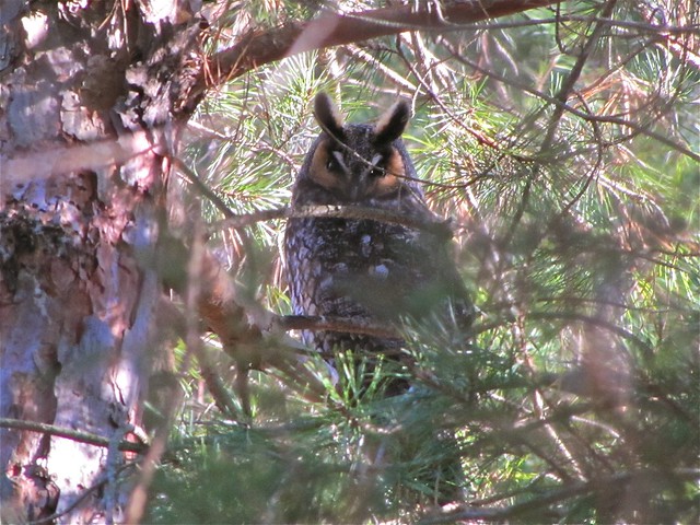 Long-eared Owl at the Fraker Farm in Woodford County, IL 12