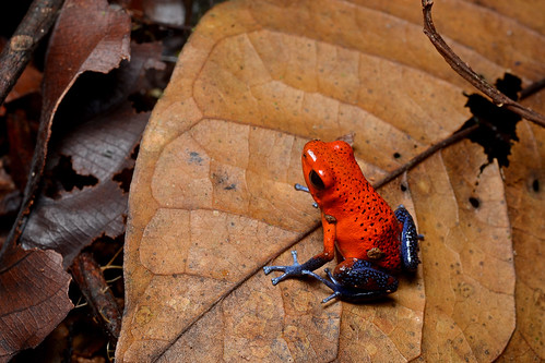 Writing Haiku Poetry | Jungle Frog