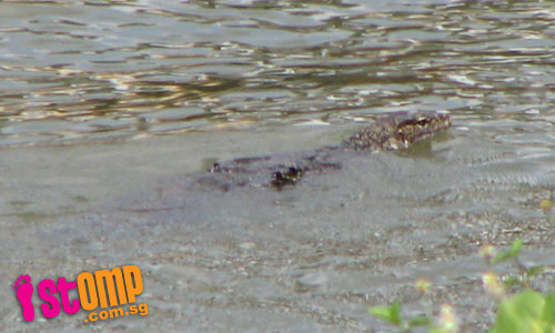 'It looks like a komodo dragon': Huge monitor lizard spotted in Kallang River 
