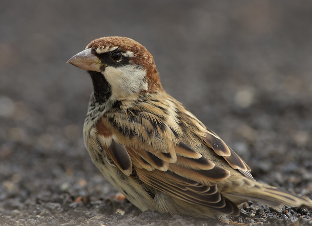 spanish sparrow 3