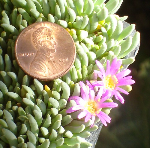 Delosperma sphalmantoides by cactusjohn