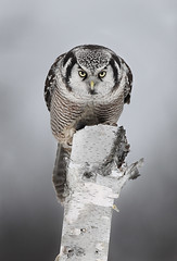 Hawk Owls and Other Owls