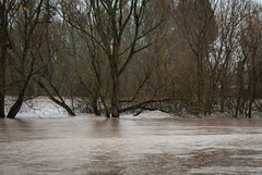 Calapooia River flooding near Albany, Jan. 20, 2012