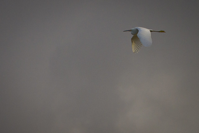 Great Egret in Flight over Bakersfield