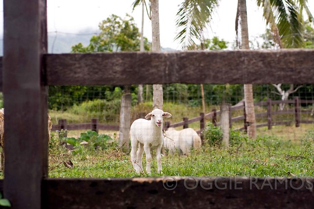 Hacienda San Benito - Smiling Lamb
