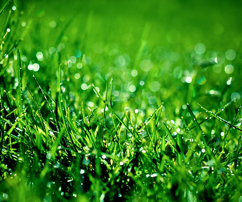 無料写真素材|花・植物|緑色・グリーン|雫・水滴