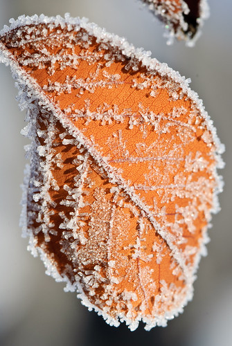 2012 02 05 Morning Frost 047