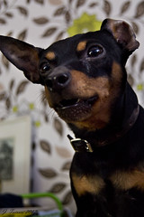 My dog, miniature pinscher Remu (R.I.P 2.6.2012)