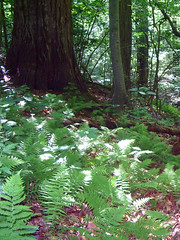 New York ferns in the shade