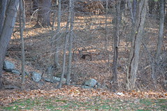 2011-12-02 - Another Deer Sighting