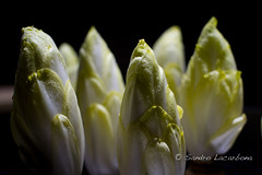 Dark room for endive by Sandro_Lacarbona