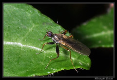 Diptera/Hybotidae