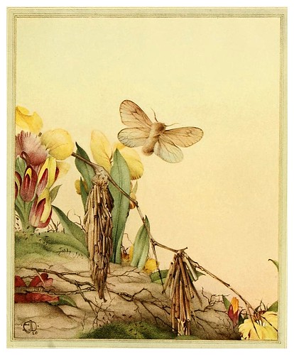 029- Fabre's book of insects ..1921-Ilustrado por Edward Detmold