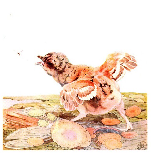 042-El urogallo-The book of baby birds 1912- Ilustrado por Edward Detmold- Hatchi Trust Digital library