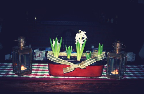 My hyacinths