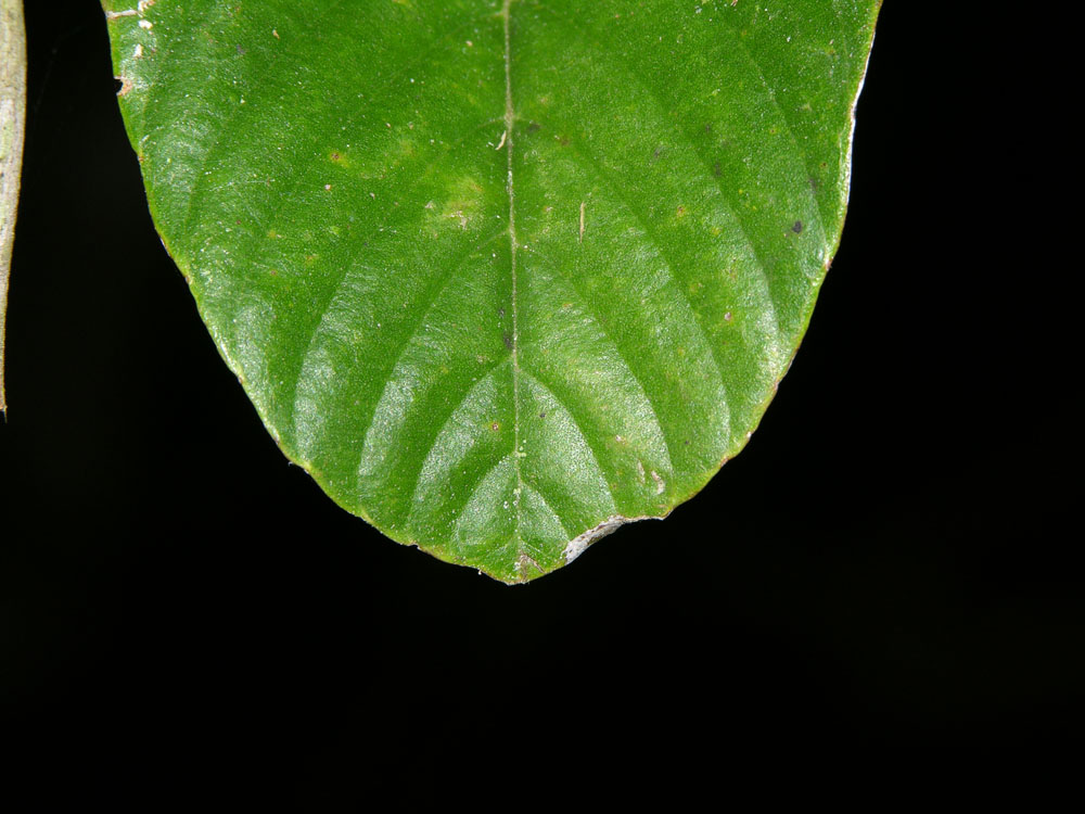 Tetracera surinamensis image