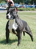 UKC GR.CH. PR' Kim  Jay Naughty by Nature of Buenos Aires "Misty"