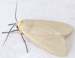 Yellow-winged Pareuchaetes moth (x2)