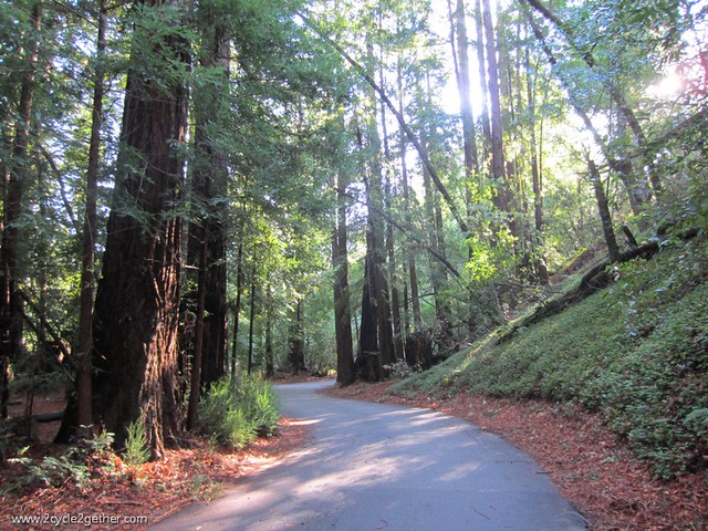Pfeiffer Big Sur State Park, redwoods
