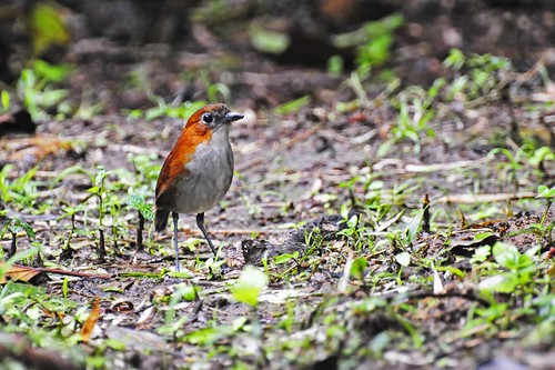 white-breasted antpitta