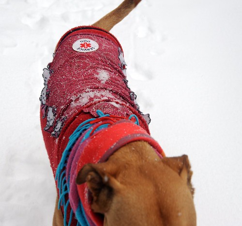 Rosie's custom dog sweater, scarf, Hello Kitty!, Service Dog emblem, snowing, Seattle, Washington, USA by Wonderlane