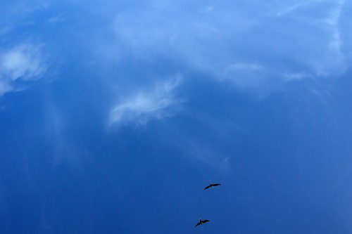 Two Pelicans Blue Sky