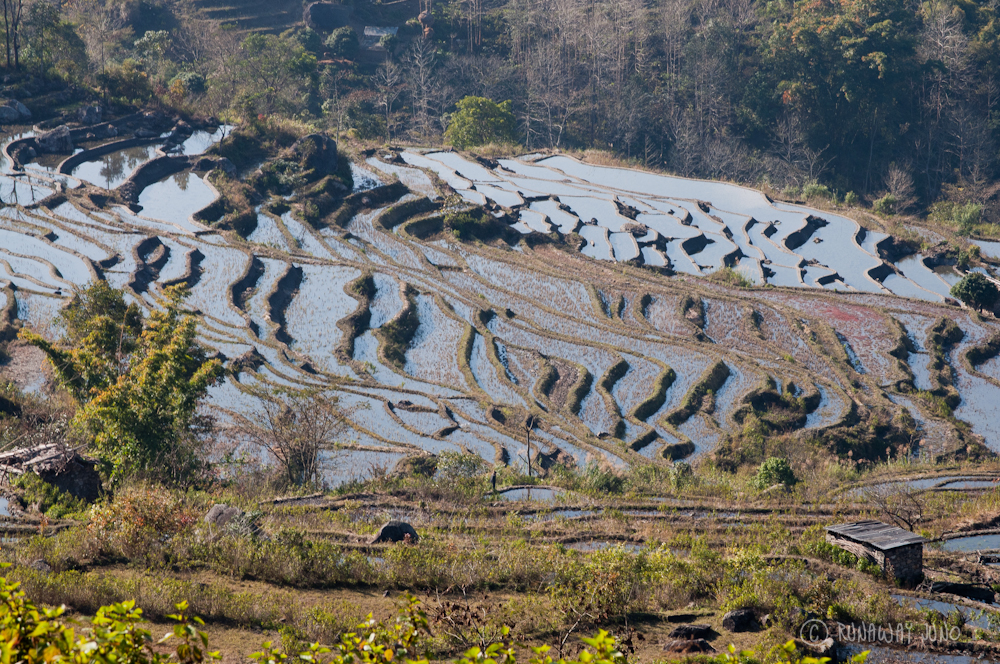 Flooded Rice Terraces