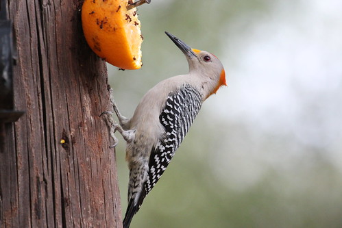 Golden fronted woodpecker by ricmcarthur