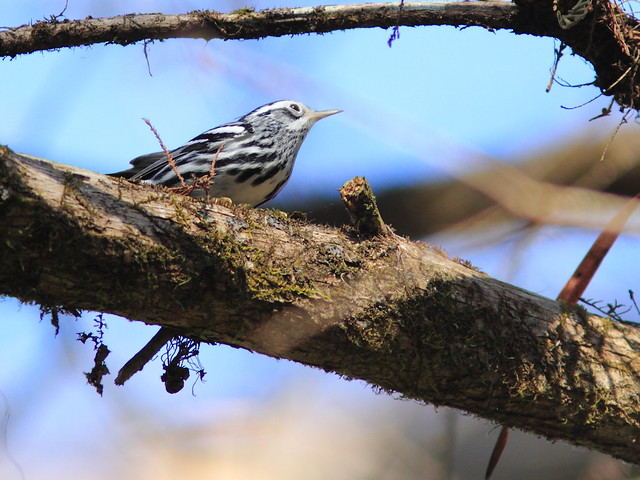 Black-and-white Warbler 20120131
