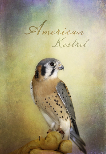 American Kestrel by lstarner (Lynn)