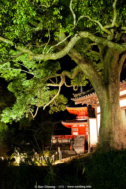 大覺寺夜楓