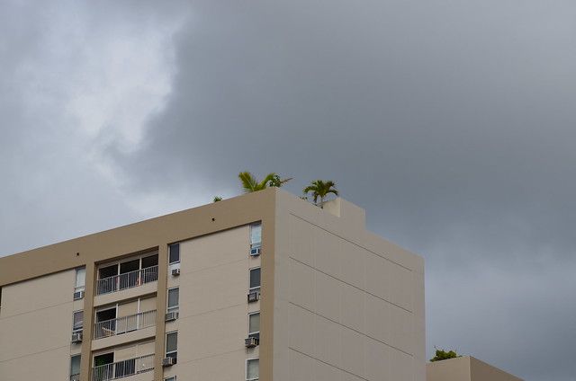 Palms on the roof