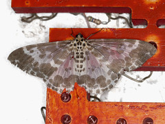 Moths of Taiwan