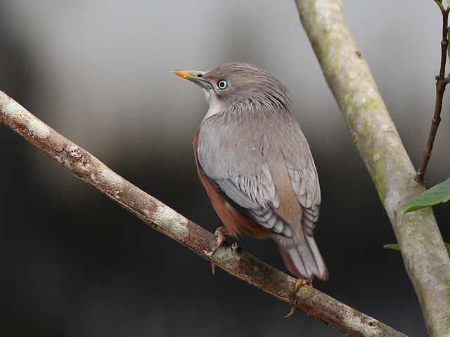 Chestnut-Tailed Starling