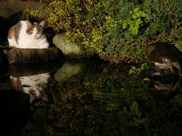 cat and turtle III