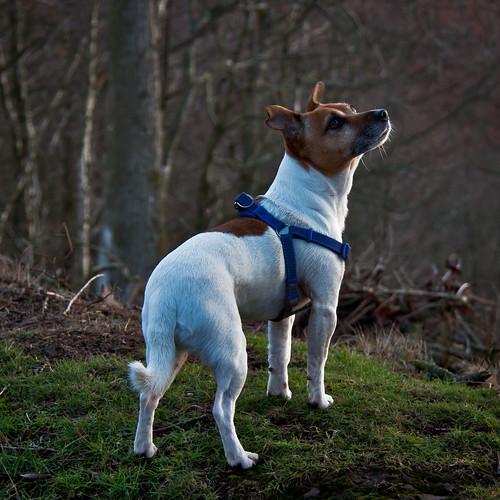 無料写真素材|動物|犬・イヌ|ジャック・ラッセル・テリア