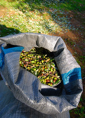 Olive Harvest in the Apokoronas region of Crete