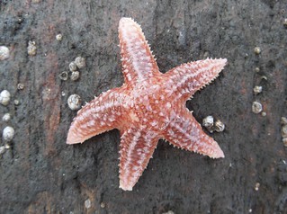 Northern Sea Star, Asterias vulgaris