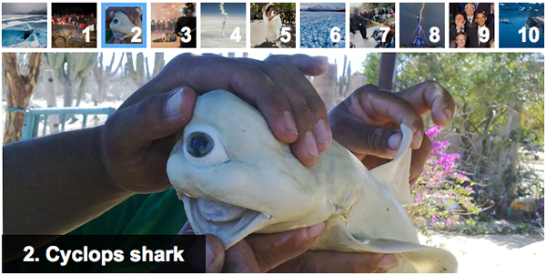 Cyclops Shark (de 'Pisces Fleet Sportfishing' en 'Top Viral Photos of 2011')