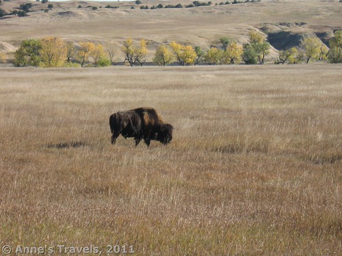 Bison in the Sage Creek Campground, Badlands National Park, South Dakota