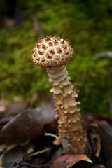 Borneo Fungi