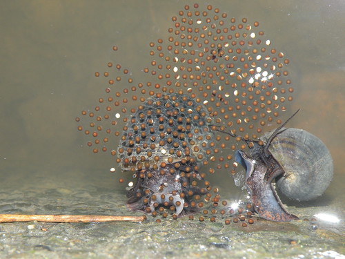 正在掠食狹口蛙卵粒的福壽螺(吳和瑾攝)