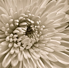 Floral (Black & White and Sepia)
